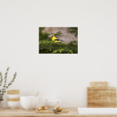 Amerikanischer Goldfinch-Mann im Baum Poster (Küche)