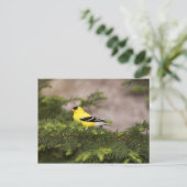 Amerikanischer Goldfinch-Mann im Baum Postkarte (Stehend Vorderseite)