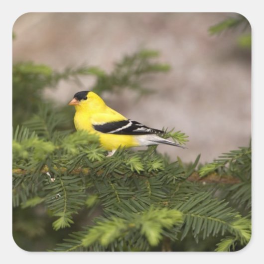 Amerikanischer Goldfinch-Mann im Baum Quadratischer Aufkleber (Vorderseite)