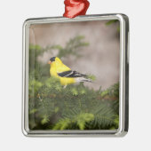 Amerikanischer Goldfinch-Mann im Baum Silbernes Ornament (Links)