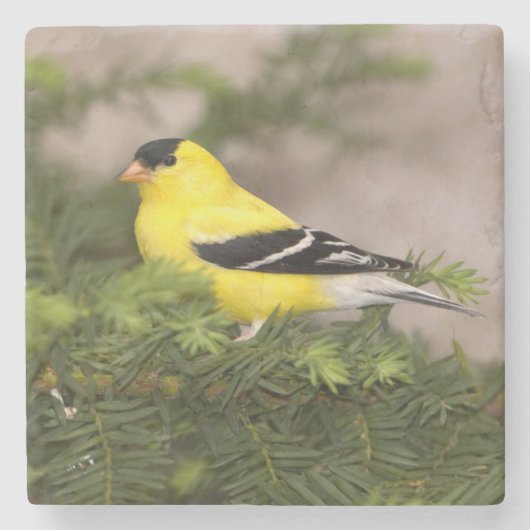 Amerikanischer Goldfinch-Mann im Baum Steinuntersetzer (Vorderseite)