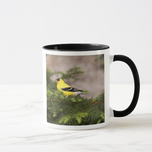 Amerikanischer Goldfinch-Mann im Baum Tasse (Rechts)