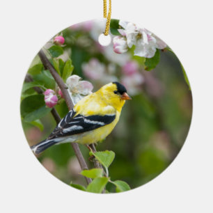 Amerikanischer Goldfinch mit Frühlingsapfelblüte Keramik Ornament