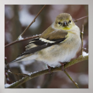 Amerikanischer Goldfinch Poster