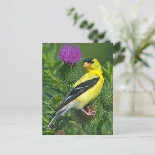 Amerikanischer Goldfinch Postkarte (Stehend Vorderseite)