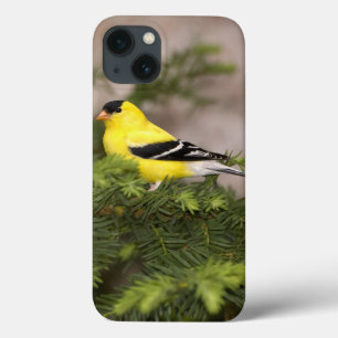 Amerikanischer Goldfinchmann in einem Baum Case-Mate iPhone Hülle