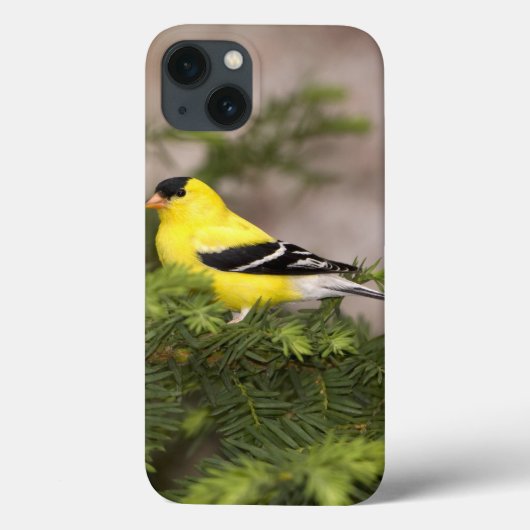 Amerikanischer Goldfinchmann in einem Baum Case-Mate iPhone Hülle (Rückseite)