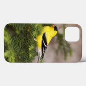 Amerikanischer Goldfinchmann in einem Baum Case-Mate iPhone Hülle (Rückseite (Horizontal))