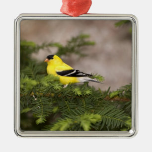 Amerikanischer Goldfink Männchen in einem Baum Silbernes Ornament