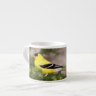 Amerikanischer Goldfink männlich in einem Baum Espressotasse
