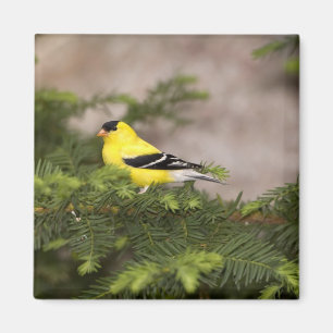 Amerikanischer Goldfink männlich in einem Baum Magnet