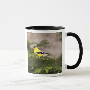 Amerikanischer Goldfink männlich in einem Baum Tasse
