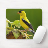 Amerikanischer Goldfink Mousepad (Mit Mouse)