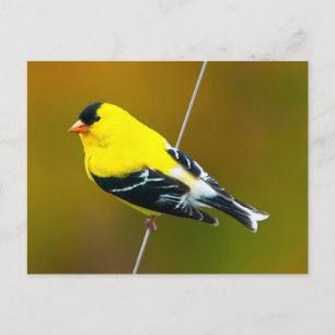 Amerikanischer Goldfink - Originalfotografie Postkarte