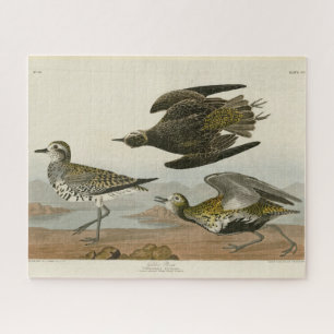 Amerikanischer Goldregenpfeifer, Audubon's Birds o Puzzle