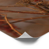 amerikanischer Kardinal Poster (Ecke)