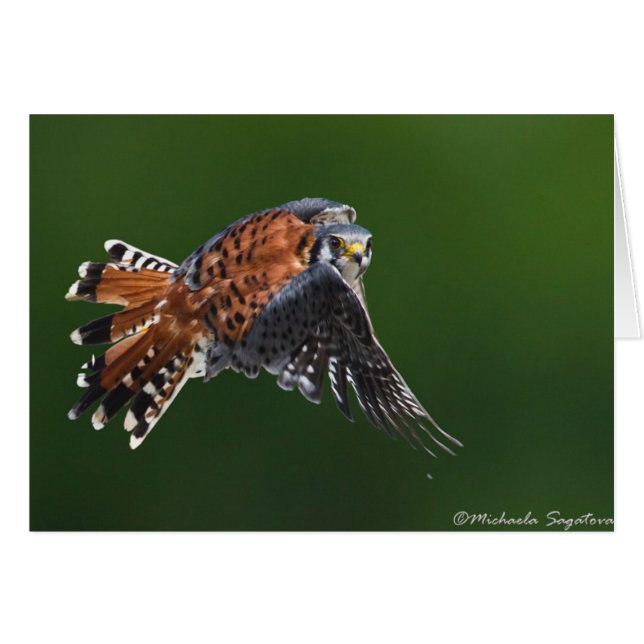 Amerikanischer Kestrel (Vorderseite (Horizontal))