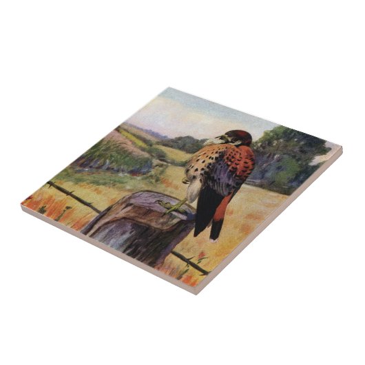 Amerikanischer Kestrel auf einem Stacheldraht-Zaun Fliese (Seite)