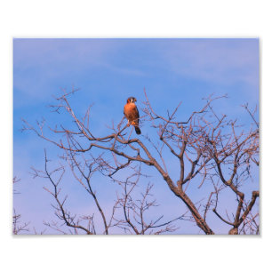 Amerikanischer Kestrel-Falke Fotodruck