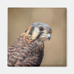 Amerikanischer Kestrel Magnet