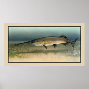 Amerikanischer (Mississippi) Paddlefisch Poster