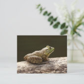 Amerikanischer Ochsenfrosch Postkarte (Stehend Vorderseite)