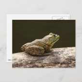 Amerikanischer Ochsenfrosch Postkarte (Vorne/Hinten)