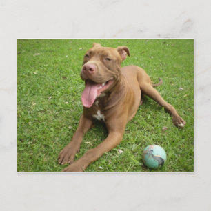 Amerikanischer Pit Bull Terrier mit Spielzeug Postkarte