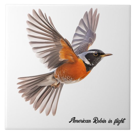 Amerikanischer Robin Fliese (Vorderseite)