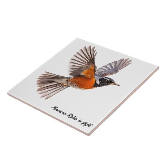 Amerikanischer Robin Fliese (Seite)