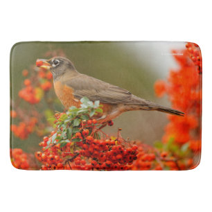 Amerikanischer Robin mit Pyracantha Pomme Badematte