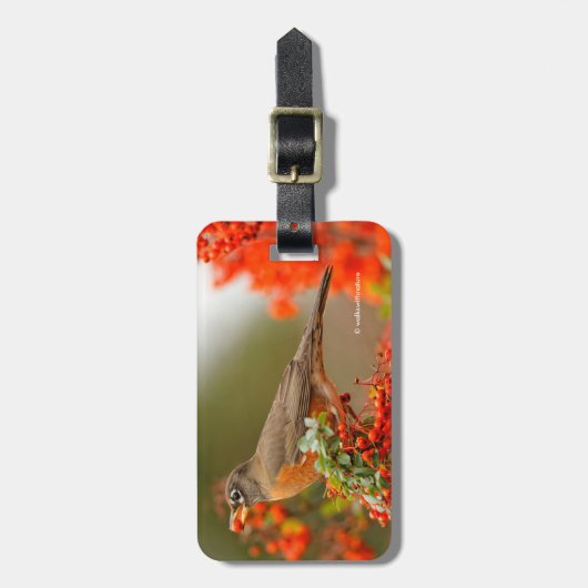 Amerikanischer Robin mit Pyracantha Pomme Gepäckanhänger (Vorderseite vertikal)