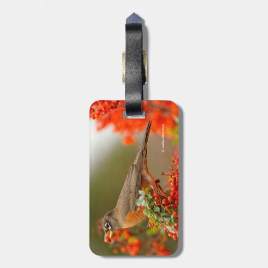 Amerikanischer Robin mit Pyracantha Pomme Gepäckanhänger (Rückseite vertikal)