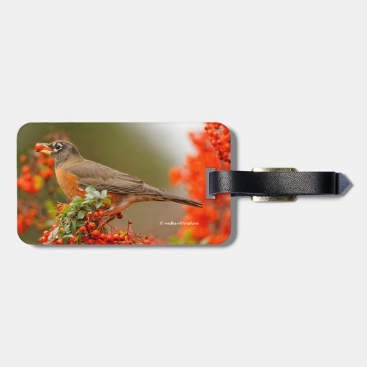 Amerikanischer Robin mit Pyracantha Pomme Gepäckanhänger (Rückseite horizontal)