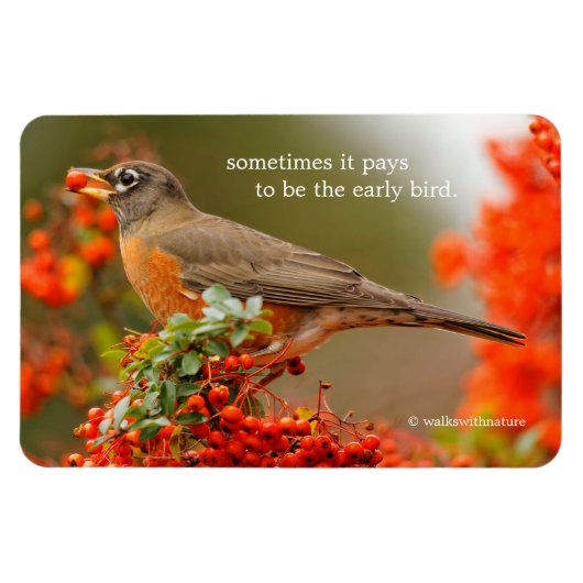Amerikanischer Robin mit Pyracantha Pomme Magnet (Horizontal)