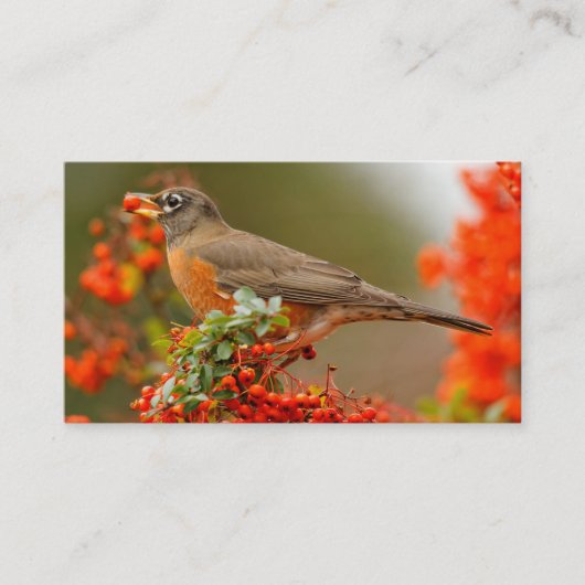 Amerikanischer Robin mit Pyracantha Pomme Visitenkarte (Vorderseite)