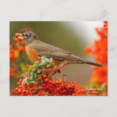 Amerikanischer Robin Songbird mit Red Berry Postkarte (Vorderseite)