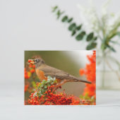Amerikanischer Robin Songbird mit Red Berry Postkarte (Stehend Vorderseite)
