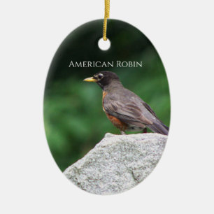 Amerikanischer Rotdrosselvogel Foto Ornament