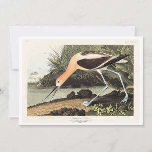 Amerikanischer Säbelschnäbler aus Birds of America Dankeskarte