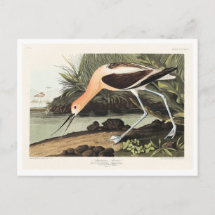 Amerikanischer Säbelschnäbler aus Birds of America Postkarte