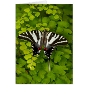 Amerikanischer Schwalbenschwanz Schmetterling