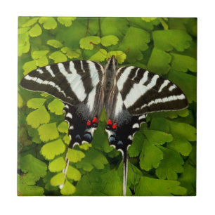 Amerikanischer Schwalbenschwanz Schmetterling Fliese