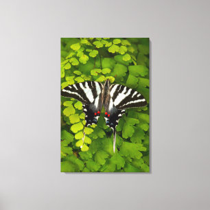 Amerikanischer Schwalbenschwanz Schmetterling Leinwanddruck