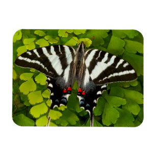 Amerikanischer Schwalbenschwanz Schmetterling Magnet