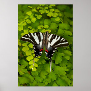 Amerikanischer Schwalbenschwanz Schmetterling Poster