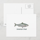 Amerikanischer Shad (mit dem Titel) Postkarte (Vorne/Hinten)
