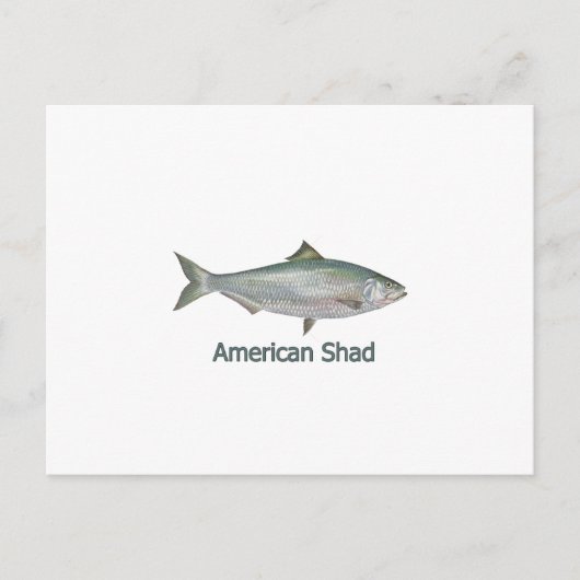 Amerikanischer Shad (mit dem Titel) Postkarte (Vorderseite)