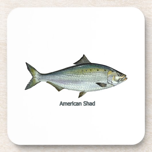 Amerikanischer Shad Untersetzer (Vorderseite)
