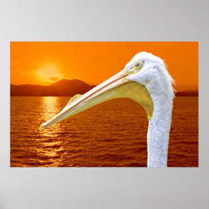 Amerikanischer Sonnenuntergang auf dem Weißen Peli Poster